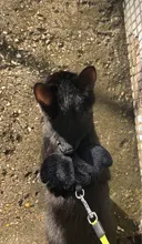 Arnés de nailon pequeño para perros, 10 colores, bonito arnés a prueba de Escape para gatos, conejos, Chihuahua y cachorros