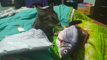 Fish-Toys Simulation Biting-Supplies Electric Playing Dog-Cat-Chewing 30CM for Pet-Cat-Toy