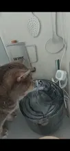 Cat-Water-Fountain Faucet Drinker Pet-Sensor TRANSPARENT-FILTER Dog-Water-Dispenser Downypaws