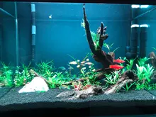 Light Aquarium-Lamp LED Chihiros Sunrise Sunset Built-In-Bluetooth-Controller Plus-Series