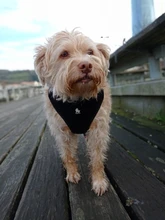 Dog-Harness Pitbull Cats Terrier Truelove Petshop Adjustable Mysudui Black Chihuahua