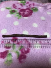 Toothpaste-Branch Cat-Snacks-Sticks Cleaning-Teeth Natural-Catnip Matatabi Silvervine