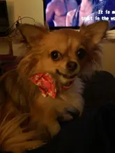 Dog-Accessories Collars Engraved Pet-Puppy Printed Custom Personalized Fashion Nylon