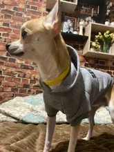 Hoodies Jacket Coat Puppy-Clothing Yorkie Small Dog Classic Chihuahua Pet-Dog for Autumn