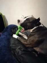 Pet-Toys Dogs Interactive Bone Tooth-Cleaning Large Safe Benepaw Big for Medium Durable