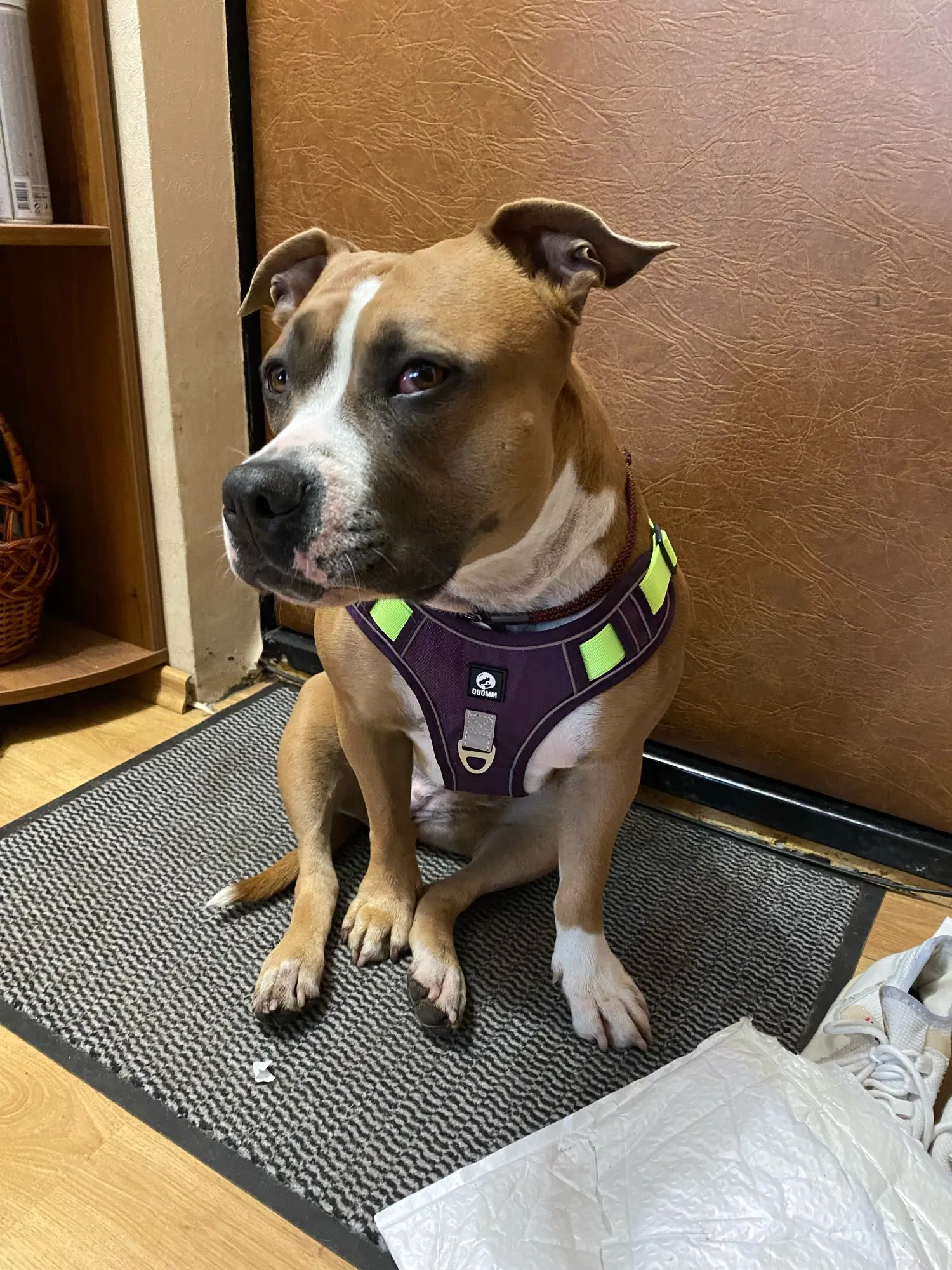 Nylon Dog Harness For Big Dogs Adjustable Safety