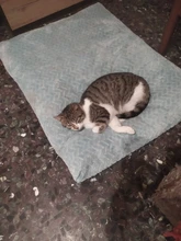 HOOPET Pet Dog Mat Soft Pillow Bed For Dogs Soft Flannel Thickened Pet Soft Fleece Pad