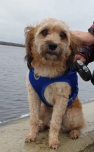 Harness Vest Leash-Set Puppy-Chest-Strap Bulldog Pet-Dog Reflective Dogs-Cat Safety Pug