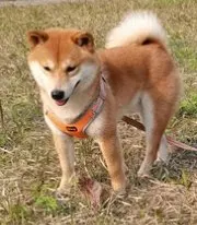 Arnés para perros y mascotas de gran tamaño sin tirones, chaleco ajustable y transpirable, impermeable, para Seguridad al aire libre, caminar y correr,arnes perro mediano,perros accesorios,suministros para perros