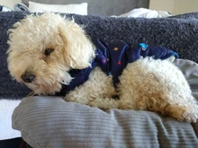 Pet Dog Winter Coat Small Dog Clothes Warm Dog Jacket Puppy Outfit Dog Coat Chihuahua