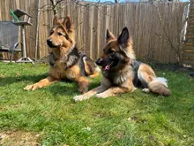 Pets Toys Interactive Dog Toys Extendable Flirt Pole Funny Chasing Tail Teaser And Exerciser