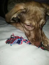 Toy Pet-Supplies Puppy Chew Durable Bone Funny-Tool Pets Dogs Cotton 1pcs Rope-15cm Braided