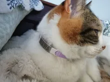 Collar personalizado con identificación de gato, Collar de seguridad para perros pequeños, con grabado de nailon, ajustable, para cachorros y gatitos