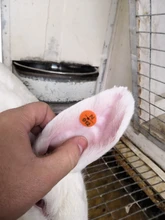 Etiqueta de oreja de conejo, signos de plástico, cabeza de escritura láser, pendientes, Animal de granja, zorro, visón, perro, etiqueta, tarjeta de identificación, 20 Uds.