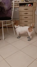 4 unidades/juego de zapatos para mascota de perro de lluvia, botines de goma antideslizantes portátiles, impermeables, zapatos de lluvia para perros y gatos, otoño e invierno, S/M/L/XL