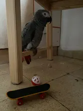 1 Uds. Juguetes de inteligencia para loros, Mini patineta entrenamiento para periquitos, juguete para el crecimiento de perritos, juguete para mascotas