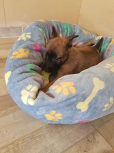 Sofá cama para perro supersuave, esterilla para gato de peluche, camas para perros grandes, cojín redondo para mascotas, venta al por mayor
