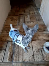 Barato Chaleco de verano para perro mascota perro para ropa de perros gato chaleco camisa perro ropa para perros traje Pequeño medio ropa para perro Chihuahua