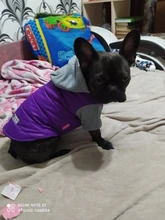 Hoodies Jacket Puppy French-Bulldog Small Dogs Waterproof Dog Chihuahua Winter Autumn