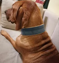 Dog-Collar Bulldog German Shepherd Wide-Leather Padded Pet-Dog Perro Soft for Medium