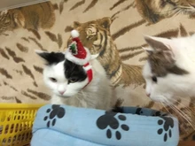 Costume Pet-Hat Pet-Cosplay-Clothes Christmas Cat Cute Dog Party-Decoration Glitter Elastic