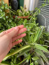 Solar-Light Garland Outdoor-Lamp Holiday Christmas-Party Garden Waterproof LED for 42/52M