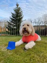 Coat-Jackets Fleece Vest Pug-Costumes Dogs French-Bulldog Chihuahua Winter Small Medium