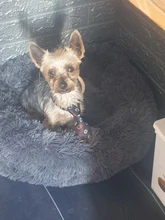 Camas redondas para gatos, casa de felpa suave y larga, La mejor cama de perro para canasta para perros, productos para mascotas, cojín, cama para gato, esterilla para animales, sofá para dormir