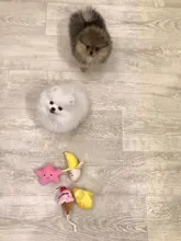 Pet-Toys Dog-Sound-Toy Funny Creative Cute 1pc Cloud Star Banana-Shape Anti-Bite