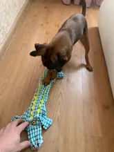 Cute Pet Dog Toys Chew Squeaker Animals Pet Toys Plush Puppy Honking Squirrel For Dogs