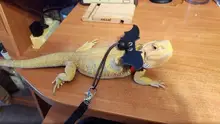 Lizard-arnés de Dragón Barbudo para reptiles, cuerda de tracción, correa de cuero con alas, suministros para mascotas
