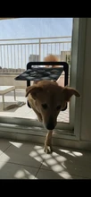 Puerta de mascotas, nuevo seguro, con pantalla magnética Bloqueable, para exteriores, perros, gatos, puerta de ventana, entrada gratuita, bonito jardín, fácil de instalar