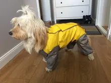 Mono impermeable para perro mascota, ropa impermeable para exteriores, mono con capucha para perros pequeños y grandes, capa impermeable, Bulldog francés