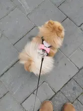 Pet-Supplies Harnesses-Vest Dog-Accessories Pitbull Dogs Reflective Pug Bling Medium