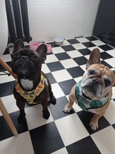 Arnés de Mascota para Bulldog Francés, correas pequeñas y medianas para perros, chaleco de cachorro francés, correa de plomo para perro que camina, productos para mascotas