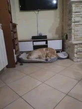 Pet-Dog-Bone-Bed Cushion Sofa-Mat Bulldog Dogs Large Home Puppy Small Non-Slip for Medium