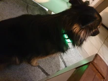 Glowing Collar Reflective Night-Safety Rechargeable Luminous Adjustable Nylon Waterproof