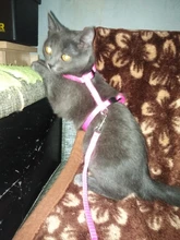 Arnés y correa para cachorros y gatitos, cinturón de tracción ajustable para animales, cuello Halter para gatos y gatitos, sin cartón