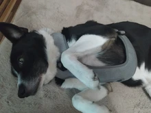 Pet-Harness Truelove Walk Padded Seat-Belt Handle Reflective-Dog Adjustable Small Soft