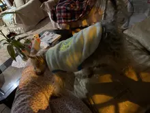 Cat Coats Jacket Dog-Costumes-Clothes Pet-Supplies Small Dogs Fleece Cartoon Autumn/winter