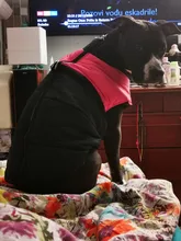 Jacket Yorkshire Terrier Padded-Coat Pet-Dog-Clothes Winter for Pitbull Chihuahua Warm