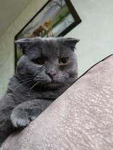 Guantes de aseo de mascotas Deshedding guantes para cepillar eficaz limpieza masaje Animal Baño de pelo de gato perro peines