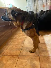 Arnés ajustable para perros medianos y grandes, chaleco reflectante de entrenamiento para caminar, sin tirones, para mascotas