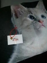 Floor-Mats Kitchen-Carpets Bathroom Welcome Anti-Slip Animal Cat Kawaii Living-Room Cat-Printed