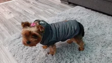 Pet-Dog-Clothes Jackets Coat Pets-Products Puppy-Cat-Clothing Pug-Outfits Small Dogs