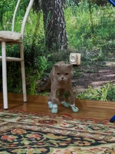 De silicona de aseo suministros Anti-arañazos zapatos para gatos ajustable Gato botas baño lavado garra zarpa de gato Protector de la cubierta