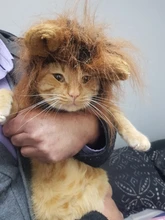 Disfraz de perro o gato Peluca de melena de León, gorro para gato, perro, ropa de Halloween y Navidad, vestido de lujo con orejas, ropa para mascotas
