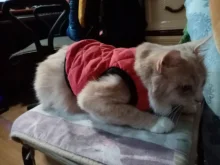 Ropa para perro Chihuahua, traje de gatito, chaqueta para perro, chaleco, ropa de invierno, abrigo de perrito mascota, ropa para perros pequeños y medianos