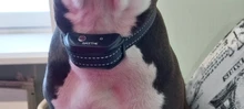 Dogreat-Collar de entrenamiento eléctrico para perro, Control remoto para mascotas, resistente al agua, recargable, para todos los tamaños, vibración, antiladridos