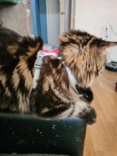 Harness Vest Pet-Products Collar Soft-Lining Walking-Training Reflective Adjustable Small